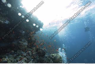 Photo Reference of Coral Sudan Undersea 0019